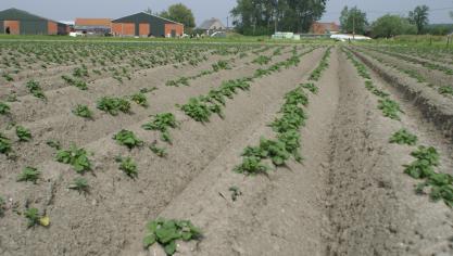 De de hele aardappel- en groenteproducerende en -verwerkende keten engageert zich om stappen vooruit te zetten voor een betere bodem- en waterkwaliteit.