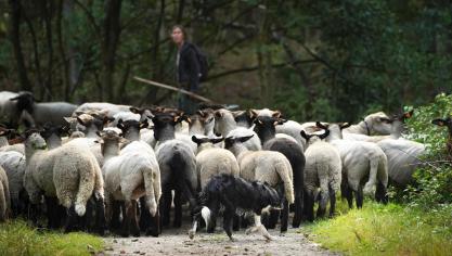 De partner van Luc Van Roeyen, Siele, doet met de kudde schapen meestal de begrazingen in het bos.