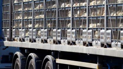 “Het rechtop vangen van kippen voor transport moet nog op grotere schaal en voor een langere periode getest worden om te zien wat de gevolgen ervan zijn voor de wachttijden van de vrachtwagen, de planning van vangen, laden en slachten, de kosten en het personeel”, stelt minister Ben Weyts.