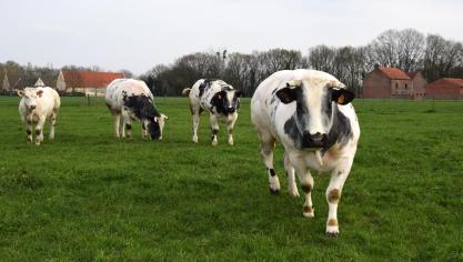 Coevia meldt hogere prijzen voor stieren van het Belgische witblauwe ras.