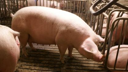 Op elk varkensbedrijf mag op 31 december 2030 niet meer uitgestoten worden dan de maximale ammoniakemissie die bepaald is door de PAS-referentie 2030.