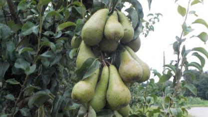 Vijf kenniscentra pakten op de fruitveiling BelOrta te Borgloon uit met innovatieve technologieën voor de perensector.