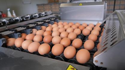 Vlaanderen flirt inzake eierproductie met de grens van zelfvoorziening.