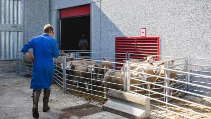 De Brusselse regering heeft opnieuw het agendapunt rond het wetboek Dierenwelzijn uitgesteld.