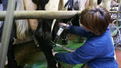 In het eerste kwartaal van 2024 stopten 117 melkveehouders, meldt MCC-directeur Benedikt Sas.