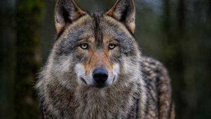 Door het instellen van een nieuwe schutkring in de Antwerpse Noorderkempen kunnen in die regio ook niet-professionele paard- en rundveehouders subsidies ontvangen van ANB voor wolfwerende maatregelen.