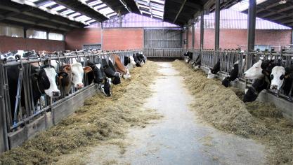 Als oorzaak van het aantal stoppende melkveebedrijven, verwijst BCZ naar de juridische onzekerheid door de regelgeving.