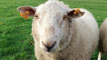 Een vergunningsaanvraag voor schapen, paarden, geiten en andere diersoorten zal ook beoordeeld worden volgens het beoordelingskader ammoniak uit het stikstofdecreet.