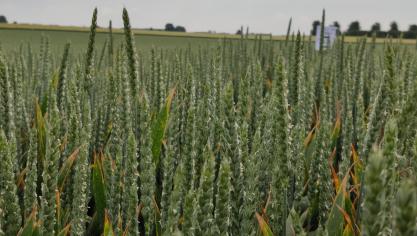 Bruine en gele roest tonen een sterke toename. Witziekte speelt minder een rol.