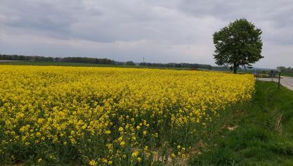 Bayer gaat een biologisch middel commercialiseren  dat vooral in koolzaad en granen een toepassing  kent.