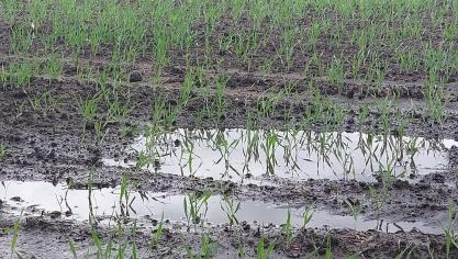 Door de slechte weersomstandigheden kon in sommige Vlaamse regio’s nog niet kon gezaaid, geplant of gepootworden.