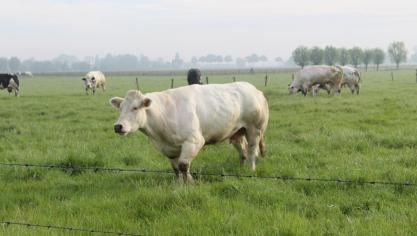 Bij runderen leidde de recente BTV-3 uitbraak tot een aanzienlijke meersterfte.