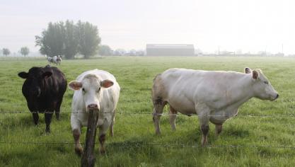 De prijs voor Belgisch witblauwe kalveren is gestegen, terwijl de prijzen voor koeien en stieren stabiel blijven.