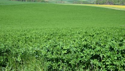 3.556 Vlaamse landbouwers landbouwers vroegen in 2023 steun aan voor de inzaai van een- en meerjarige ecoteelten (aangevraagd door ) zoals vlinderbloemigen, veldbonen, luzerne, enz.