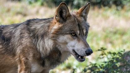 Nederland wil zoals in Vlaanderen wolfwerende omheiningen inzetten om vee te beschermen.