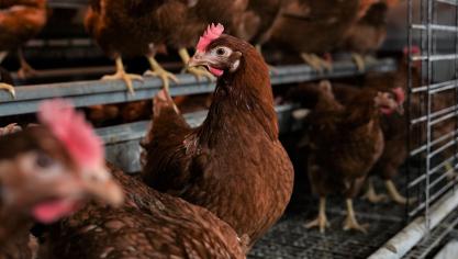 Niet elk stalsysteem voor pluimvee reduceert  voldoende, zodat mogelijk moet gecombineerd worden met andere maatregelen of met minder dieren.