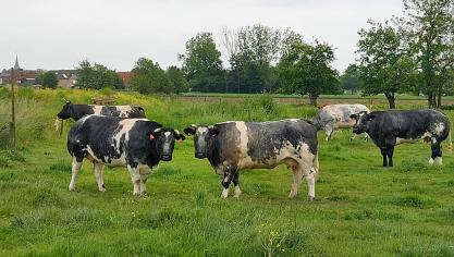 Volgens Coevia stijgen de prijzen voor witblauwe kalveren nog licht. De prijzen voor koeien en stieren blijven stabiel.