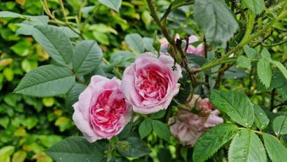 De roos ‘Queen of Danemark’ is een van de mooiste oude rozen. Deze roos heeft grote gekwartierde zachtroze bloemen met een zeer sterke geur.