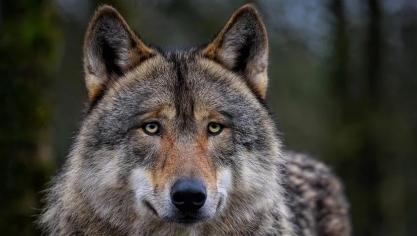 Vlaanderen past zich aan aan de wolf.