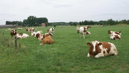 Deze week werden op verschillende plaatsen in Vlaanderengevallen van Infectieuze Boviene Rhinotracheïtis (IBR) vastgesteld.