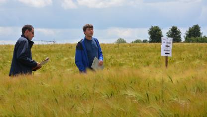 Raf Paumen en Maxime Versluys van PIBO-campus stelden enkele beloftevolle gerstrassen voor, zoals LG Zorica (Aveve) en Alienor (Jorion-Philip Seeds).
