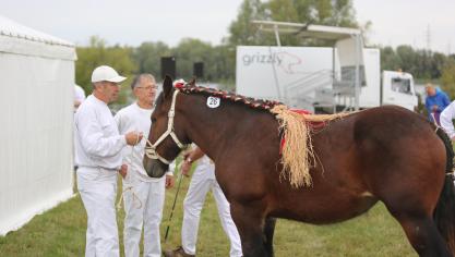 André De Boe met Danny De Graeve en de merrie Jasmin van de Lindehoef op de offi-ciële prijskamp in Oudenaarde in 2022.