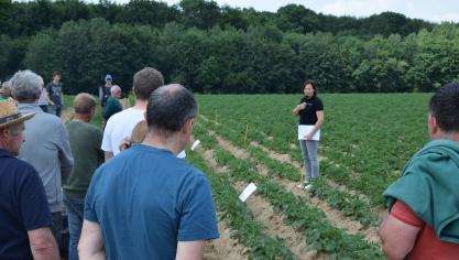 Ilse Eeckhout van Viaverda stelde op 7 juni in Bertem een tiental aardappelrassen voor.