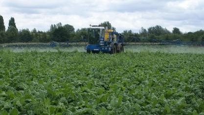 Het nieuwe fungicide Panorama zorgt voor een sterke ziektebestrijding in bieten, granen en  koolzaad.