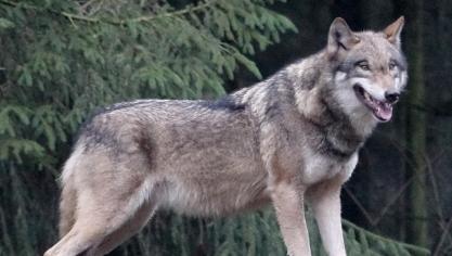 Maurice is een nieuwe mannelijke wolf in de Limburgse roedel.