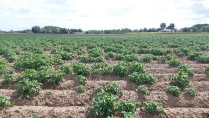 Door het zeer natte weer in het voorjaar, konden veel aardappelen dit seizoen pas extreem laat geplant worden.