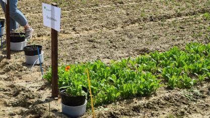 Zo stond Goudbloem erbij begin juni op een test van Praktijkpunt Landbouw op de proefvelden in Bertem.