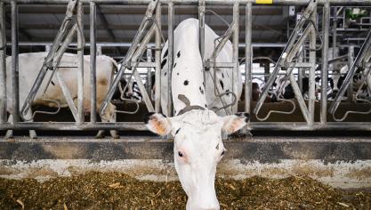 In de Verenigde Staten werden verschillende gevallen vastgesteld van vogelgriep bij melkvee. In ons land voorlopig niet.