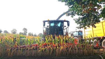 Alle landbouwers met percelen korrelmaïs die in aanmerking komen voor de ecoregeling ‘Verhogen van organische koolstof teeltplan’, krijgen in september de vraag om een bewijs door te sturen van de oogst van korrelmaïs.