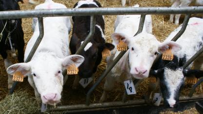 De prijs voor BWB-kalveren varieert nu van 790 tot 1000 euro voor een goed kalf.