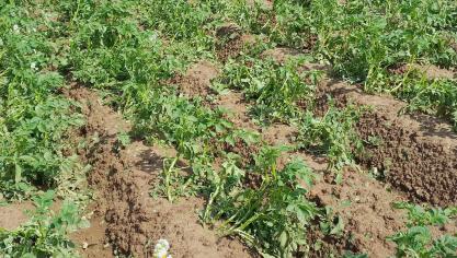 Door de hevige regenval is het aardappelloof op dit perceel voor meer dan de helft weg.