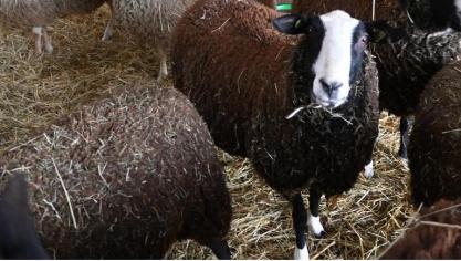 De Zwartbles-ooien staan op een andere plaats, samen met de Belgische melkooien die de vervangooien zijn. Foto: DT