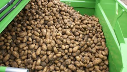 Belgapom meldt op 19 juli een prijsnotering van 300 euro per ton, zonder BTW, voor de vroege aardappelrassen.