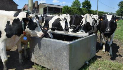 Zorg voor voldoende drinkwaterpunten met proper water, zowel in de stal als op de weide.