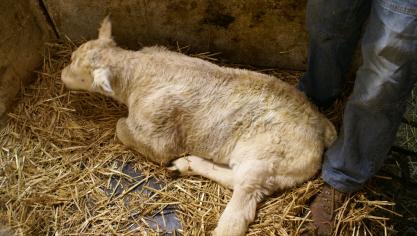 Sinds de start van het nieuwe vectorseizoen, zijn in totaal al 7 gevallen van blauwtong vastgesteld in België (foto uit archief).