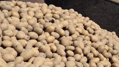 Een aardappelteler in Gembloux weigerde royalty’s aan Breeders Trust te betalen voor het telen van kwekersrechterlijk beschermd hoevepootgoed.