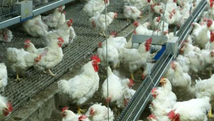 In 2024, 2025 en 2026 verdubbelt de verplichte bijdrage voor het Sanitair Fonds voor pluimveehouders door de verschillende vogelgroepuitbraken.