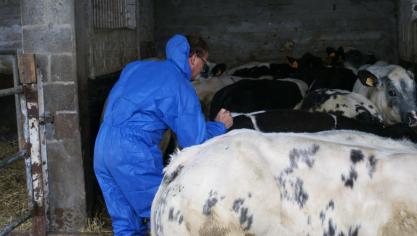 Niet goed werkende of uitgewerkte vaccins kunnen de oorzaak zijn voor de huidige toename aan blauwtong in Nederland.