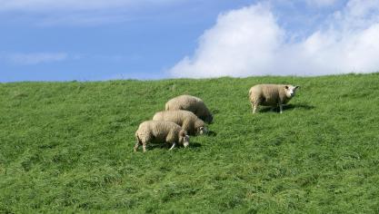 Een effectief beweidingsschema kan ervoor zorgen dat wormbesmettingen, zoals Haemonchose,onder controle gehouden kunnen worden.