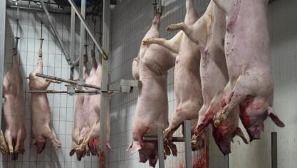 Voor het eerst in tientallen jaren werd in 2023 voor minder dan 10 miljoen ton aan varkens in ons land geslacht.