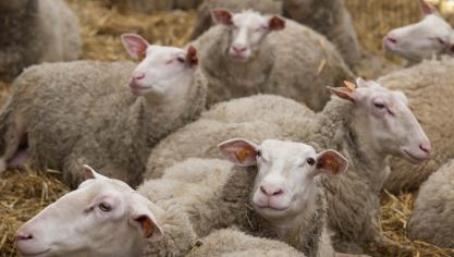 Het aantal bevestigde uitbraken van het blauwtongvirus in ons land is sinds begin deze week nagenoeg verdubbeld.