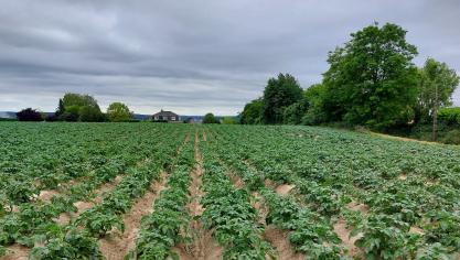 De Belgapomprijs voor vroege aardappelen daalde deze week.