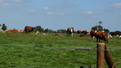 Het FAVV informeert dat Frankrijk haar akkoord heeft gegeven voor het opnieuw opstarten van de grensbeweiding van runderen vanuit Belgische bedrijven naar grensweiden in Frankrijk.