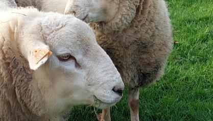 Vooral schapen hebben last van blauwtong.