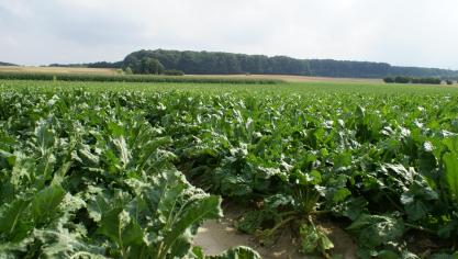 Cercospora werd waargenomen in alle percelen in het waarschuwingsnetwerk van het KBIVB (archieffoto).
