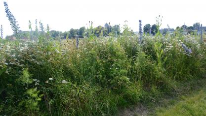 Bedrijven die omschakelen naar biolandbouw, grasland blijvend beschermen of meerjarige bloemenstroken inzaaien, zouden daarvoor meer geld krijgen.